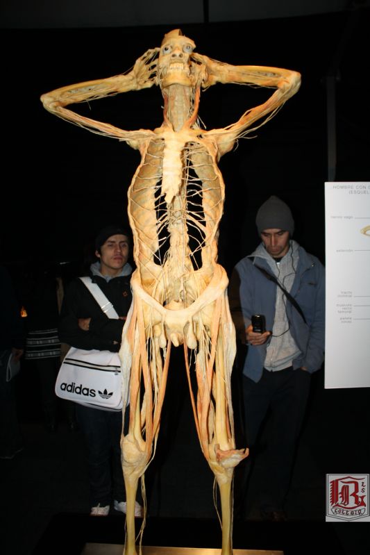 expo_bodies_52