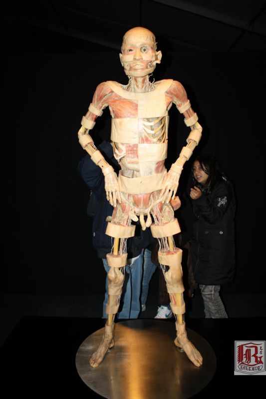 expo_bodies_73